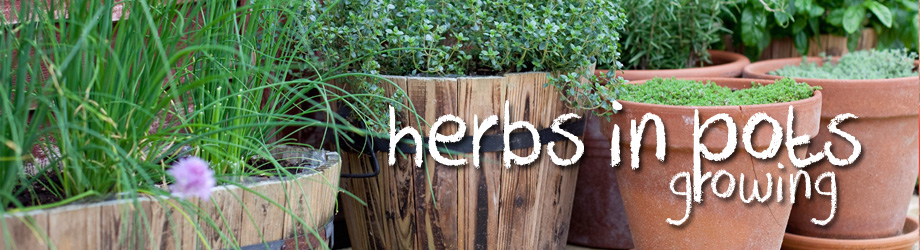 Growing Herbs In Pots | Searles Gardening